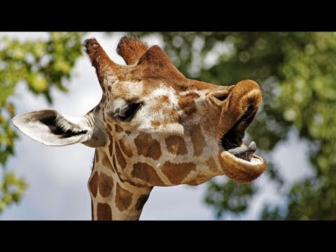 Descubre los sorprendentes ruidos que hacen las jirafas en su hábitat natural