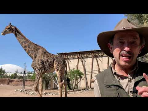 Curiosidad animal: ¿Cuántas vértebras tienen las jirafas?