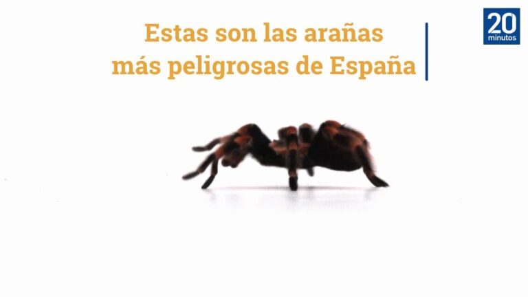 Descubre a la araña más venenosa de España en solo 70 caracteres