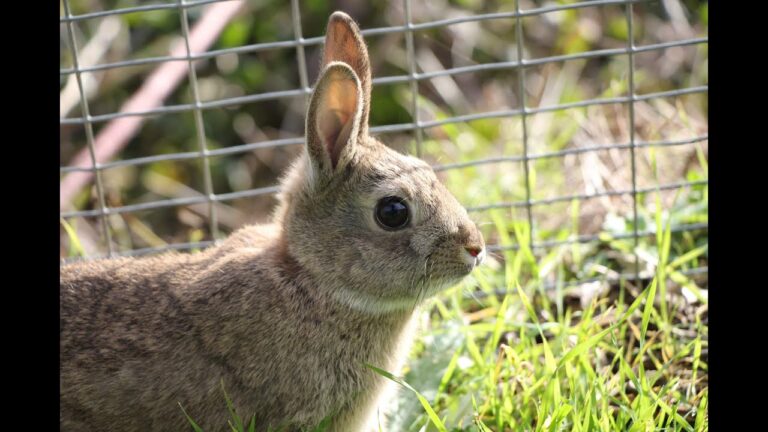 Descubre cómo los conejos en el campo pueden transformar tu propia naturaleza