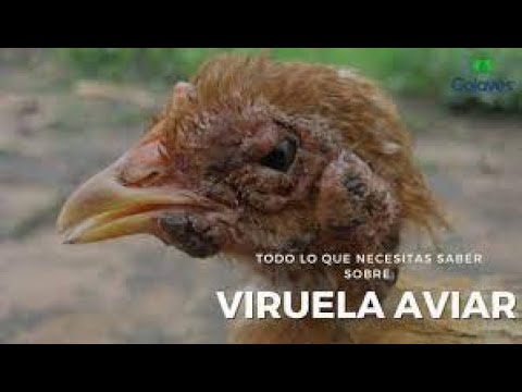 Descubren viruela aviar con potencial de contagio a humanos